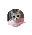 動くいぶちゃん（個別スタンプ：1）