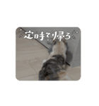 動くいぶちゃん（個別スタンプ：13）