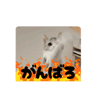 動くいぶちゃん（個別スタンプ：14）