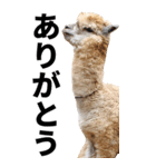 アルパカのBIGスタンプ（個別スタンプ：4）