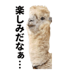 アルパカのBIGスタンプ（個別スタンプ：9）
