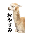 アルパカのBIGスタンプ（個別スタンプ：24）