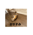 こむぎしーしー5（？）（個別スタンプ：4）
