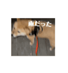こむぎしーしー5（？）（個別スタンプ：5）