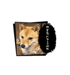 こむぎしーしー5（？）（個別スタンプ：6）