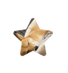 こむぎしーしー5（？）（個別スタンプ：10）