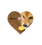 こむぎしーしー5（？）（個別スタンプ：13）