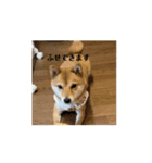 こむぎしーしー5（？）（個別スタンプ：14）