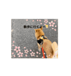 こむぎしーしー5（？）（個別スタンプ：15）