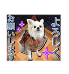 賢賢犬（かしこかしこドッグ）3（個別スタンプ：1）