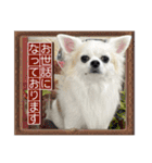 賢賢犬（かしこかしこドッグ）3（個別スタンプ：2）