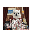 賢賢犬（かしこかしこドッグ）3（個別スタンプ：3）