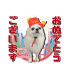 賢賢犬（かしこかしこドッグ）3（個別スタンプ：5）