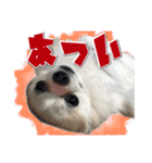 賢賢犬（かしこかしこドッグ）3（個別スタンプ：9）