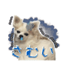 賢賢犬（かしこかしこドッグ）3（個別スタンプ：10）