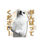 賢賢犬（かしこかしこドッグ）3（個別スタンプ：11）