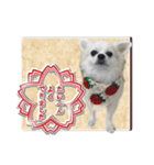 賢賢犬（かしこかしこドッグ）3（個別スタンプ：12）