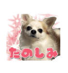 賢賢犬（かしこかしこドッグ）3（個別スタンプ：15）