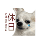 賢賢犬（かしこかしこドッグ）3（個別スタンプ：16）