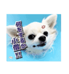 賢賢犬（かしこかしこドッグ）3（個別スタンプ：17）