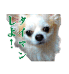 賢賢犬（かしこかしこドッグ）3（個別スタンプ：19）