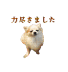 賢賢犬（かしこかしこドッグ）3（個別スタンプ：20）