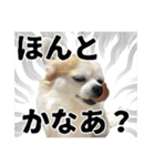 賢賢犬（かしこかしこドッグ）3（個別スタンプ：21）