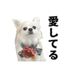 賢賢犬（かしこかしこドッグ）3（個別スタンプ：23）