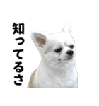 賢賢犬（かしこかしこドッグ）3（個別スタンプ：24）