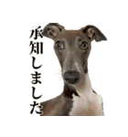 ぼく、ラウル！（個別スタンプ：13）