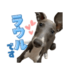 ぼく、ラウル！（個別スタンプ：32）