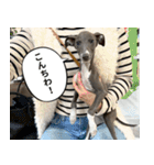 ぼく、ラウル！（個別スタンプ：33）