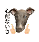 ぼく、ラウル！（個別スタンプ：35）