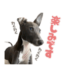 ぼく、ラウル！（個別スタンプ：38）