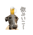 ぼく、ラウル！（個別スタンプ：39）