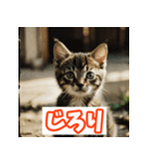 ひとこと子猫スタンプ（個別スタンプ：9）