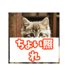 ひとこと子猫スタンプ（個別スタンプ：22）