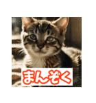 ひとこと子猫スタンプ（個別スタンプ：23）