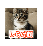 ひとこと子猫スタンプ（個別スタンプ：27）