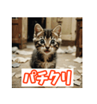 ひとこと子猫スタンプ（個別スタンプ：36）