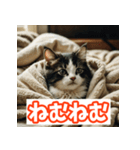 ひとこと子猫スタンプ（個別スタンプ：39）