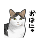 三毛猫スタンプ（その3）（個別スタンプ：1）