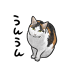 三毛猫スタンプ（その3）（個別スタンプ：2）
