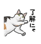 三毛猫スタンプ（その3）（個別スタンプ：4）