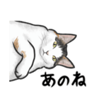 三毛猫スタンプ（その3）（個別スタンプ：5）