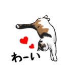 三毛猫スタンプ（その3）（個別スタンプ：10）