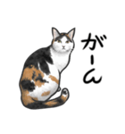 三毛猫スタンプ（その3）（個別スタンプ：11）