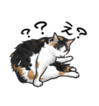 三毛猫スタンプ（その3）（個別スタンプ：12）