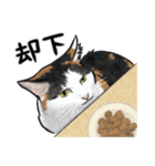 三毛猫スタンプ（その3）（個別スタンプ：13）