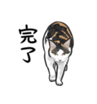 三毛猫スタンプ（その3）（個別スタンプ：16）